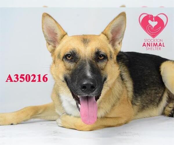 Medium Photo #1 German Shepherd Dog Puppy For Sale in Stockton, CA, USA