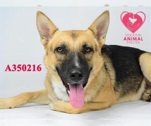 German Shepherd Dog Dogs for adoption in Stockton, CA, USA