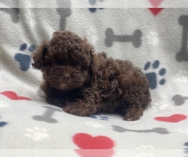 Medium Photo #8 ShihPoo Puppy For Sale in LAKELAND, FL, USA