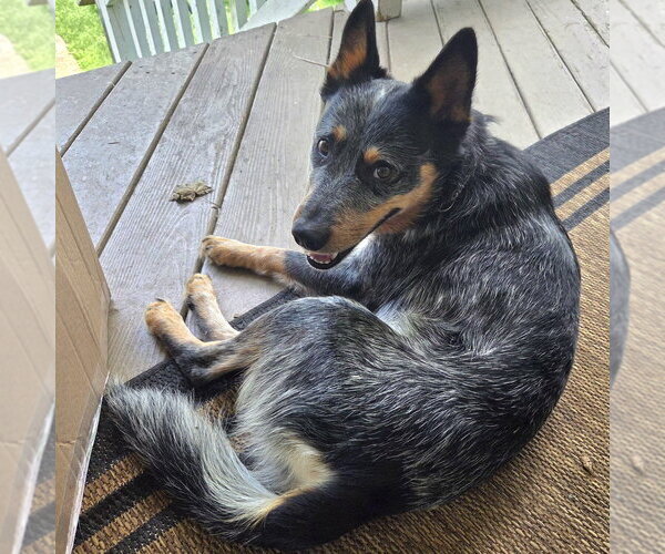 Medium Photo #4 Mutt Puppy For Sale in Garden City, NY, USA