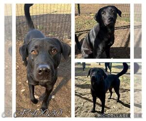 Labrador Retriever-Unknown Mix Dogs for adoption in San Antonio, TX, USA