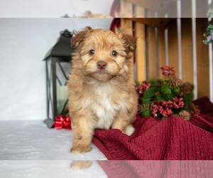 Havanese Litter for sale in SHELBY, OH, USA