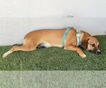 Small #8 Beagle Mix