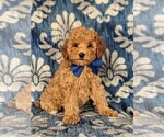 Small Photo #2 Cavapoo Puppy For Sale in NEW PROVIDENCE, PA, USA