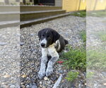 Small #1 Great Pyrenees Mix