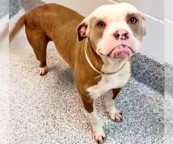 Medium Photo #2 Mutt Puppy For Sale in Houston, TX, USA