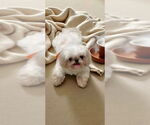 Small #7 Shih Tzu
