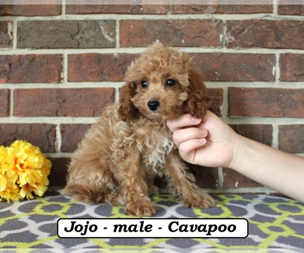 Medium Photo #3 Cavapoo (Miniature) Puppy For Sale in CLARKRANGE, TN, USA