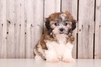 Small Photo #1 Zuchon Puppy For Sale in MOUNT VERNON, OH, USA