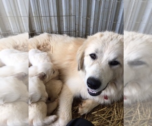 Mother of the Great Pyrenees puppies born on 05/23/2019