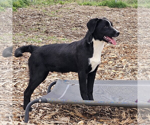 Medium Photo #4 Labrador Retriever Puppy For Sale in Bloomingdale, NJ, USA