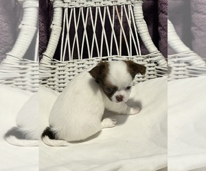 Chihuahua Puppy for sale in HANCOCK, MI, USA