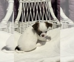 Agate - Male Chihuahua Puppy for Sale - Small photo