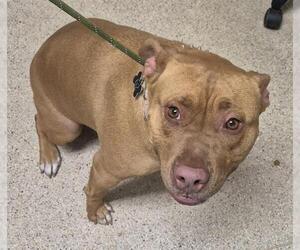 Mutt Dogs for adoption in Bakersfield, CA, USA