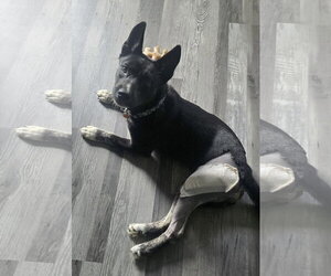 Royal (in foster) - Female German Shepherd Dog-Unknown Mix Dog for Adoption