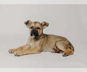 Mutt Dogs for adoption in Sandy, UT, USA