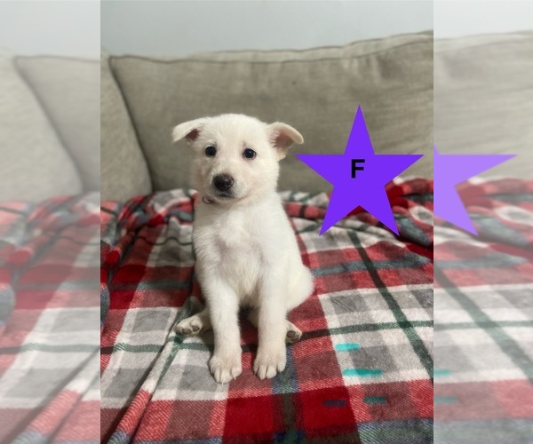 Medium Photo #1 German Shepherd Dog Puppy For Sale in ALACHUA, FL, USA