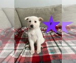 Image preview for Ad Listing. Nickname: Litter of 9
