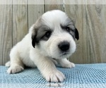 Puppy Marshal Great Pyrenees