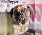Small #2 Pug