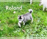 Puppy Roland Siberian Husky