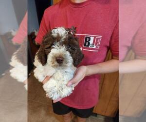 Poodle (Miniature) Puppy for Sale in PERRYSVILLE, Ohio USA