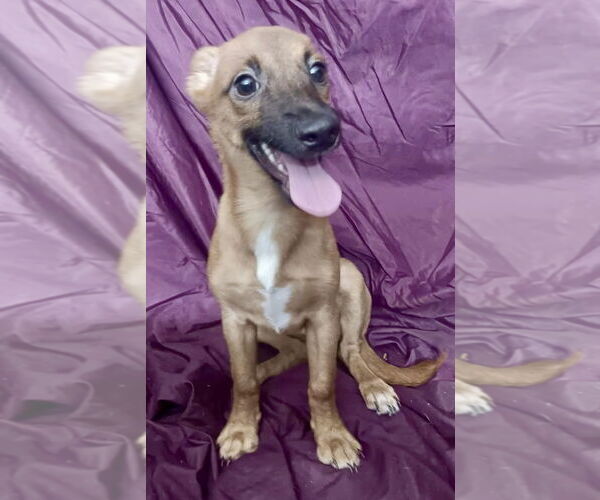 Medium Photo #2 Mutt Puppy For Sale in Jefferson, NJ, USA