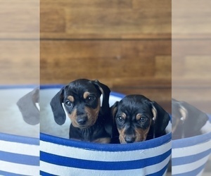 Dachshund Puppy for Sale in SAN DIEGO, California USA