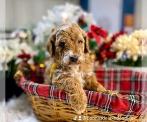 Goldendoodle (Miniature) Puppy for sale in LAKE PANASOFFKEE, FL, USA
