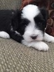Small Photo #1 Coton de Tulear Puppy For Sale in SALT LAKE CITY, UT, USA