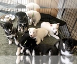 Small Photo #4 Siberian Husky Puppy For Sale in WESTHAMPTON, MA, USA