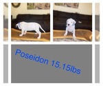 Small Photo #1 Dogo Argentino Puppy For Sale in EDMOND, OK, USA