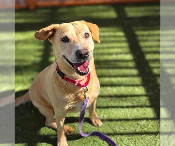 Medium Photo #1 Labrador Retriever-Unknown Mix Puppy For Sale in Las Vegas, NV, USA