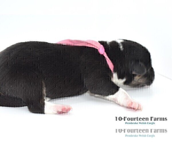 Medium Photo #9 Pembroke Welsh Corgi Puppy For Sale in BURTRUM, MN, USA