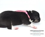 Small Photo #9 Pembroke Welsh Corgi Puppy For Sale in BURTRUM, MN, USA