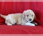 Small Photo #3 Goldendoodle Puppy For Sale in OXFORD, PA, USA