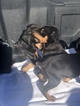 Small Photo #15 Doberman Pinscher Puppy For Sale in SUISUN CITY, CA, USA