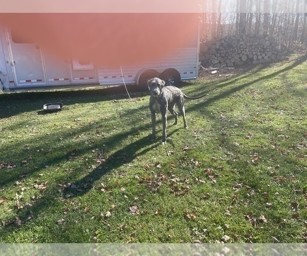 Medium Photo #4 Irish Wolfhound Puppy For Sale in BOUCKVILLE, NY, USA