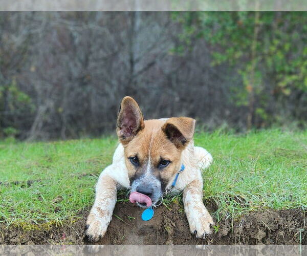 Medium Photo #3 Mutt Puppy For Sale in Paso Robles, CA, USA