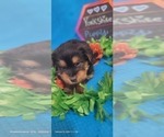 Small Photo #309 Yorkshire Terrier Puppy For Sale in AKRON, OH, USA