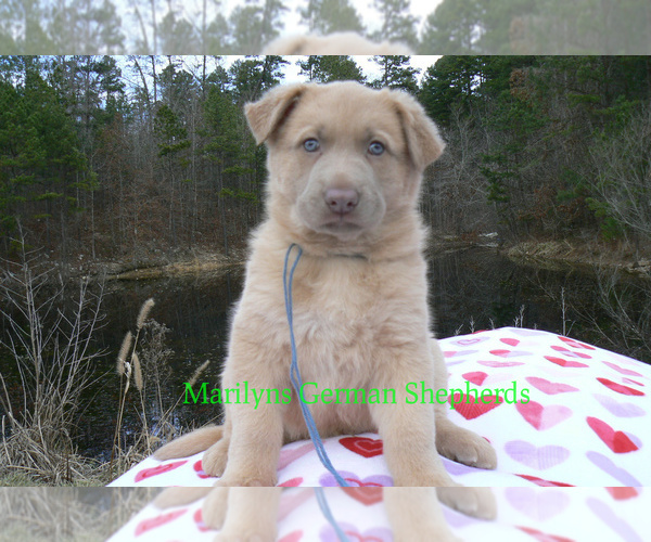Medium Photo #5 German Shepherd Dog Puppy For Sale in PIEDMONT, MO, USA