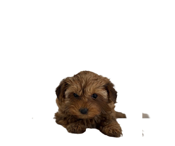 Medium Photo #6 Yorkipoo Puppy For Sale in RICHMOND, IL, USA