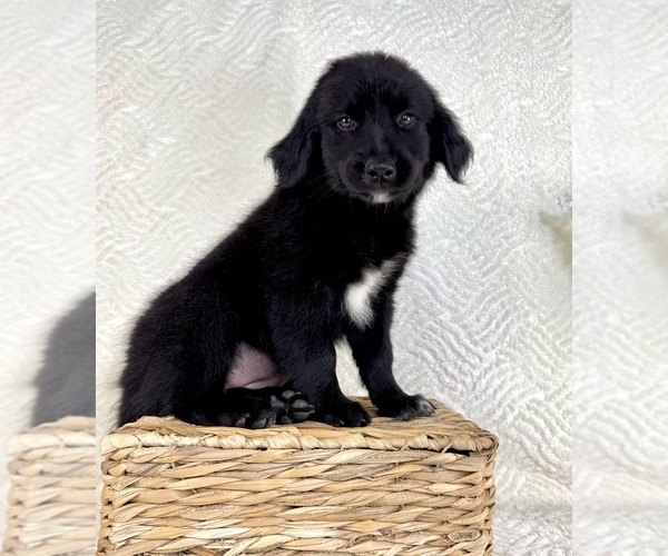 Medium Photo #4 Golden Shepherd Puppy For Sale in GREENFIELD, IN, USA