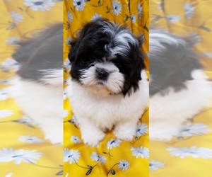 Shih Tzu Puppy for sale in STOCKTON, CA, USA