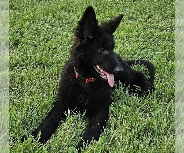 Medium Photo #7 German Shepherd Dog Puppy For Sale in EOLIA, MO, USA