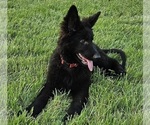 Small #6 German Shepherd Dog