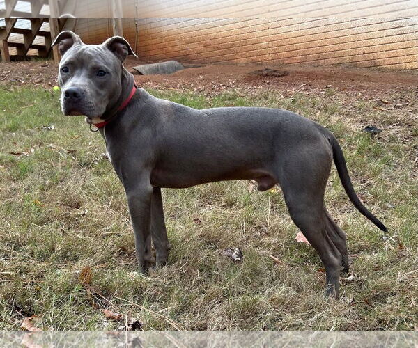 Medium Photo #8 American Pit Bull Terrier-Unknown Mix Puppy For Sale in McDonough, GA, USA