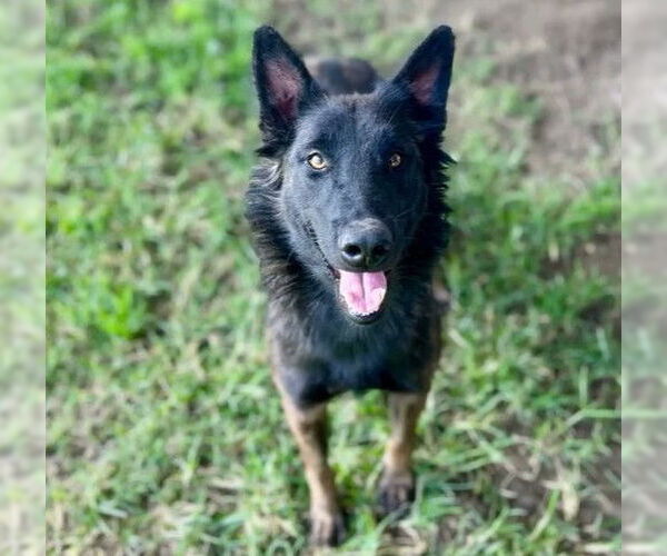 Medium Photo #2 Mutt Puppy For Sale in Riverside, CA, USA