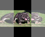 Small Photo #1 English Bulldog Puppy For Sale in SAN ANTONIO, TX, USA
