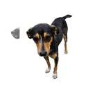 Small #1 Mutt